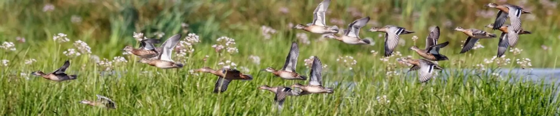 Observación de Aves en el Sur de India 18 Días | India Viajes