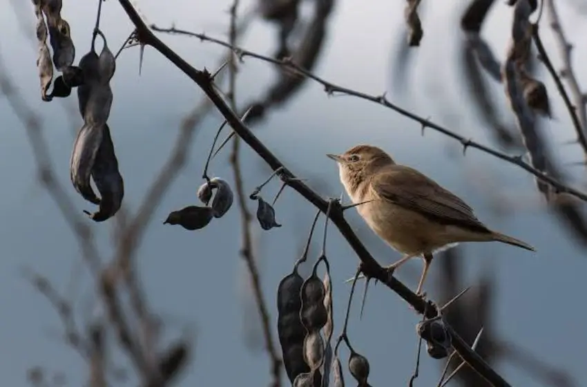 Observación de Aves en el Sur de India 18 Días | India Viajes