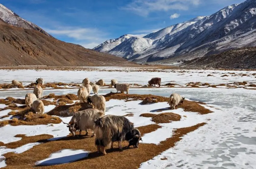 Tour de Leh Ladakh y Cachemira 13 Días | Viaje Privado por el Himalaya de la India