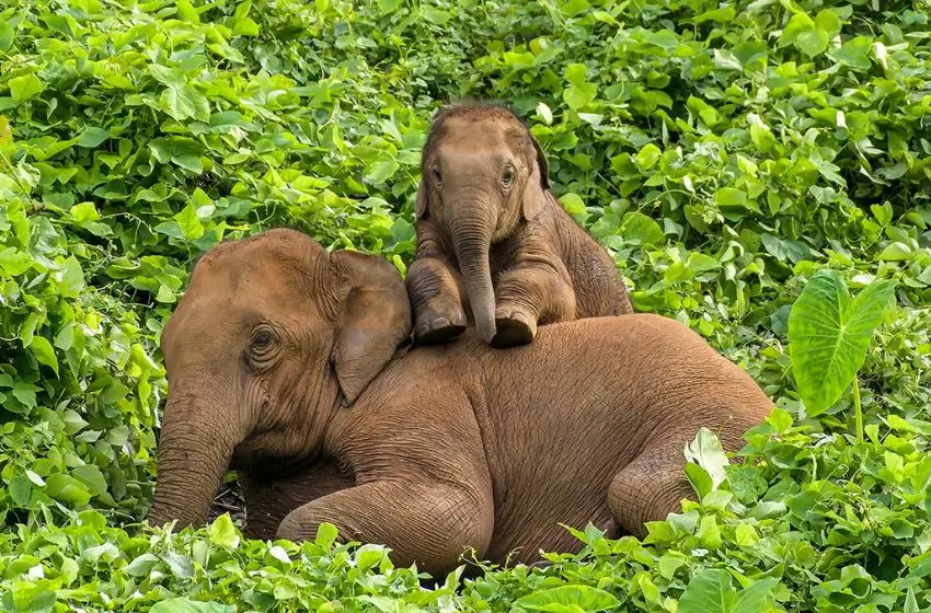 Tour de Vida Silvestre Kerala y Karnataka 8 Días | India Viajes