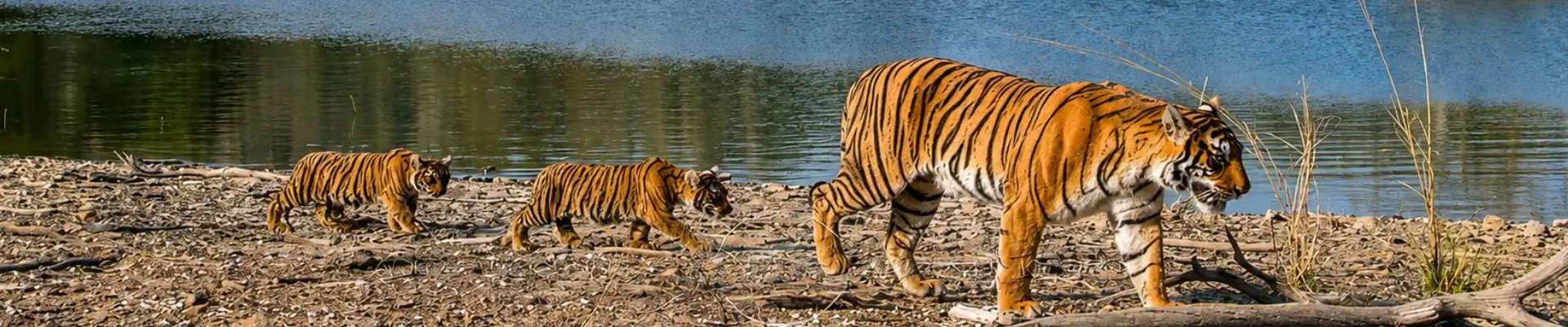 Tour Triángulo Dorado con Ranthambore 8 Días | India Viajes