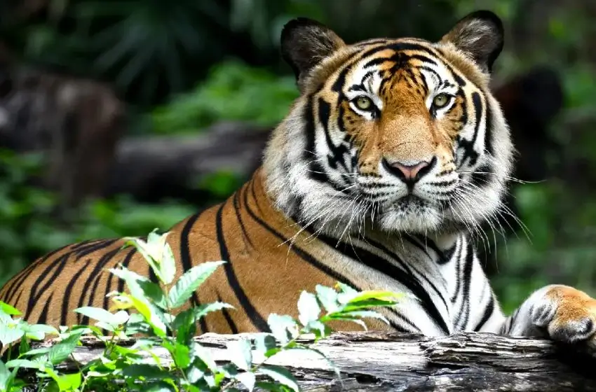 Tour Triángulo Dorado con Ranthambore 8 Días | India Viajes